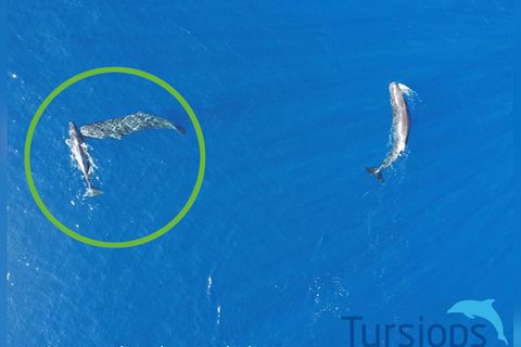 Verhaltensforschung: Erstmals gefilmt: Pottwale nutzen ihren Kopf als Rammbock