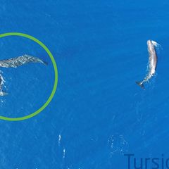 Verhaltensforschung: Erstmals gefilmt: Pottwale nutzen ihren Kopf als Rammbock