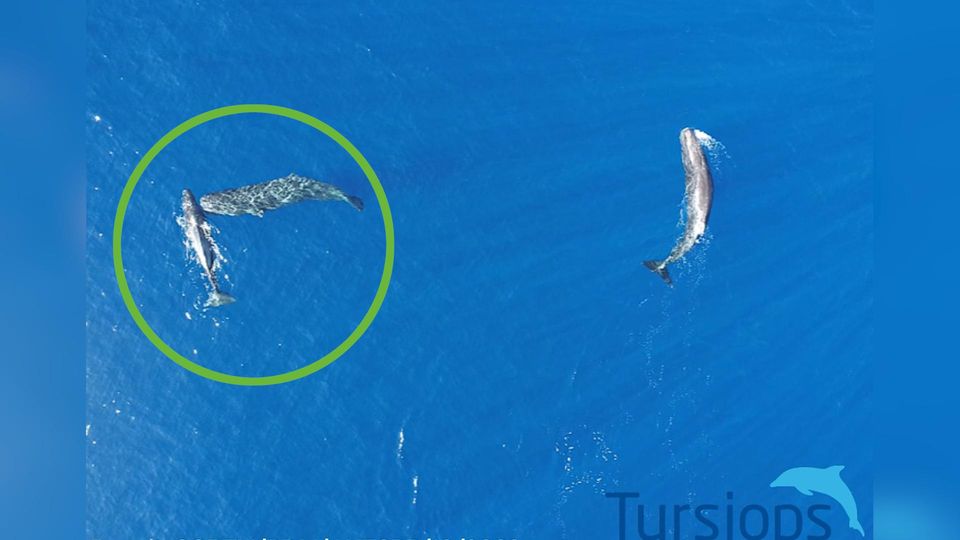 Verhaltensforschung: Erstmals gefilmt: Pottwale nutzen ihren Kopf als Rammbock