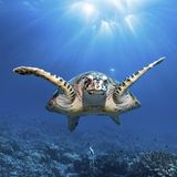 Tierwanderung Grüne Meeresschildkröte