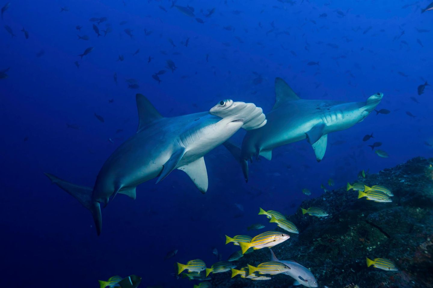 Tierwanderung Hammerhai