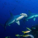 Tierwanderung Hammerhai