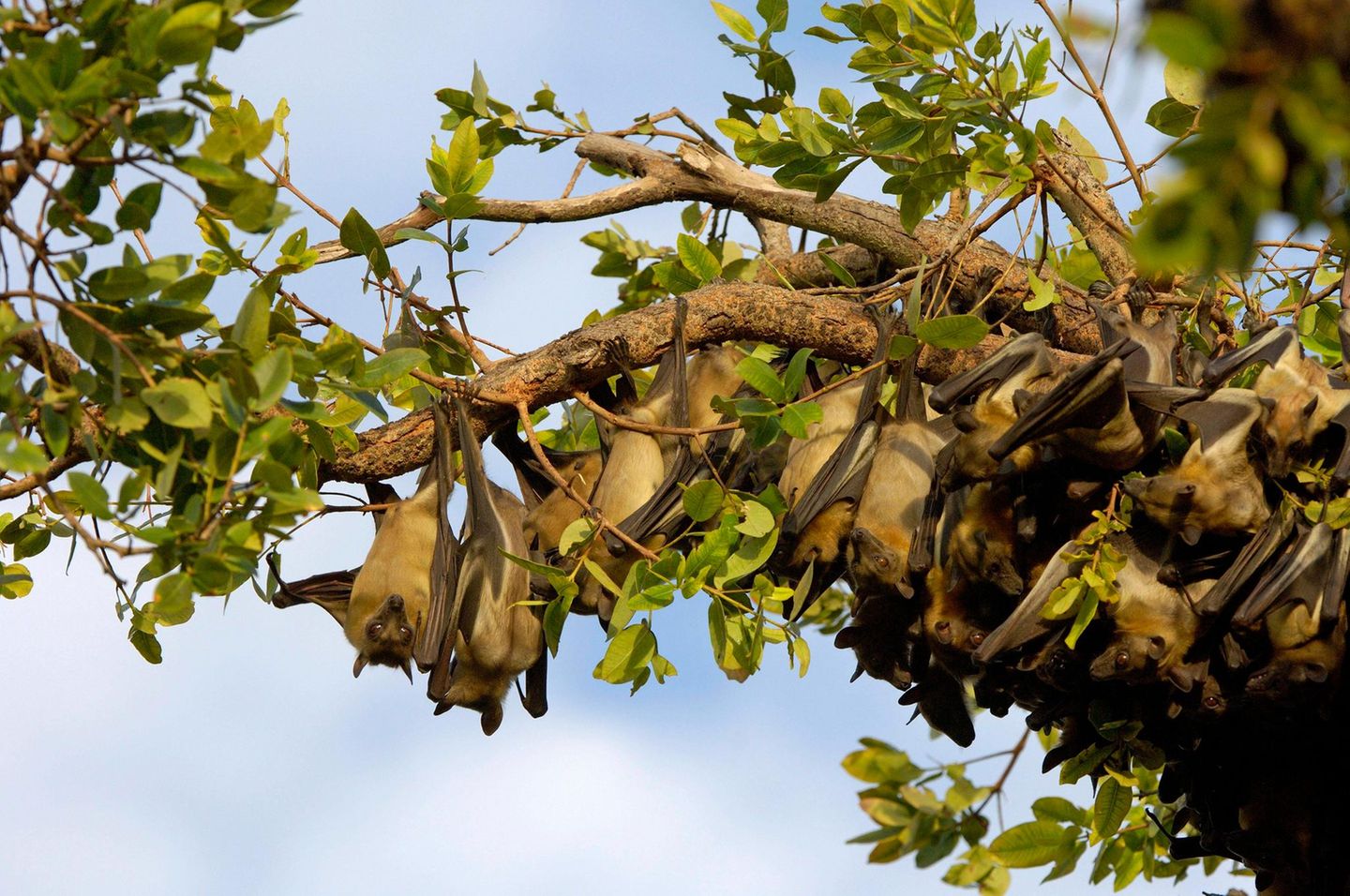 Tierwanderung Flughunde