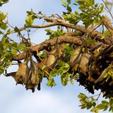 Tierwanderung Flughunde