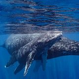 Tierwanderung Buckelwal