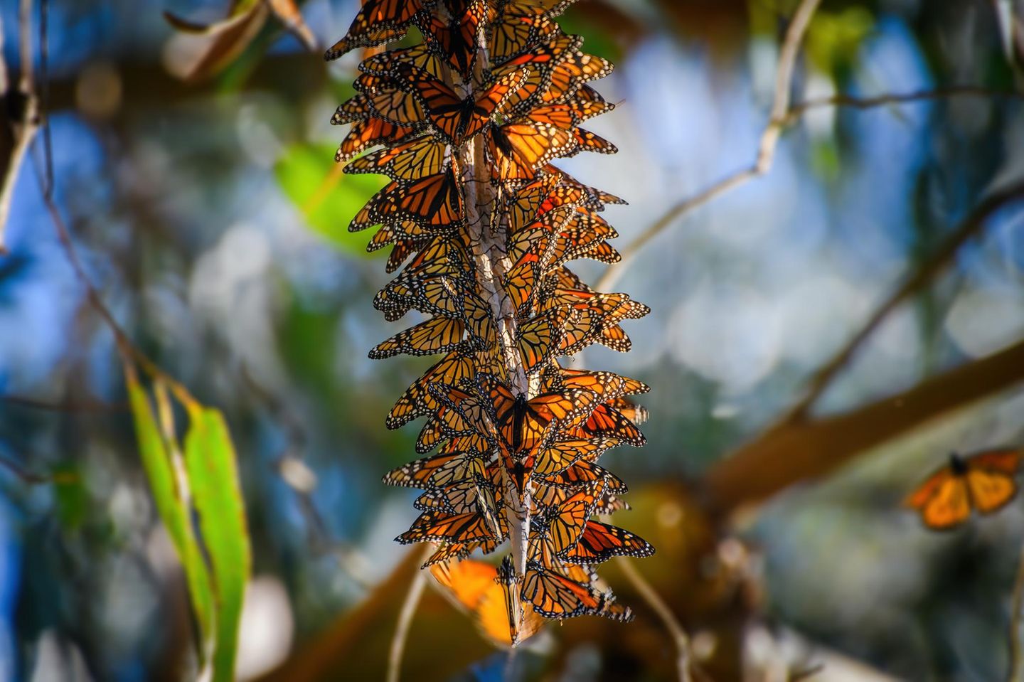 Tierwanderung Monarch