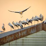 Tierwanderung Störche auf einem Hausdach