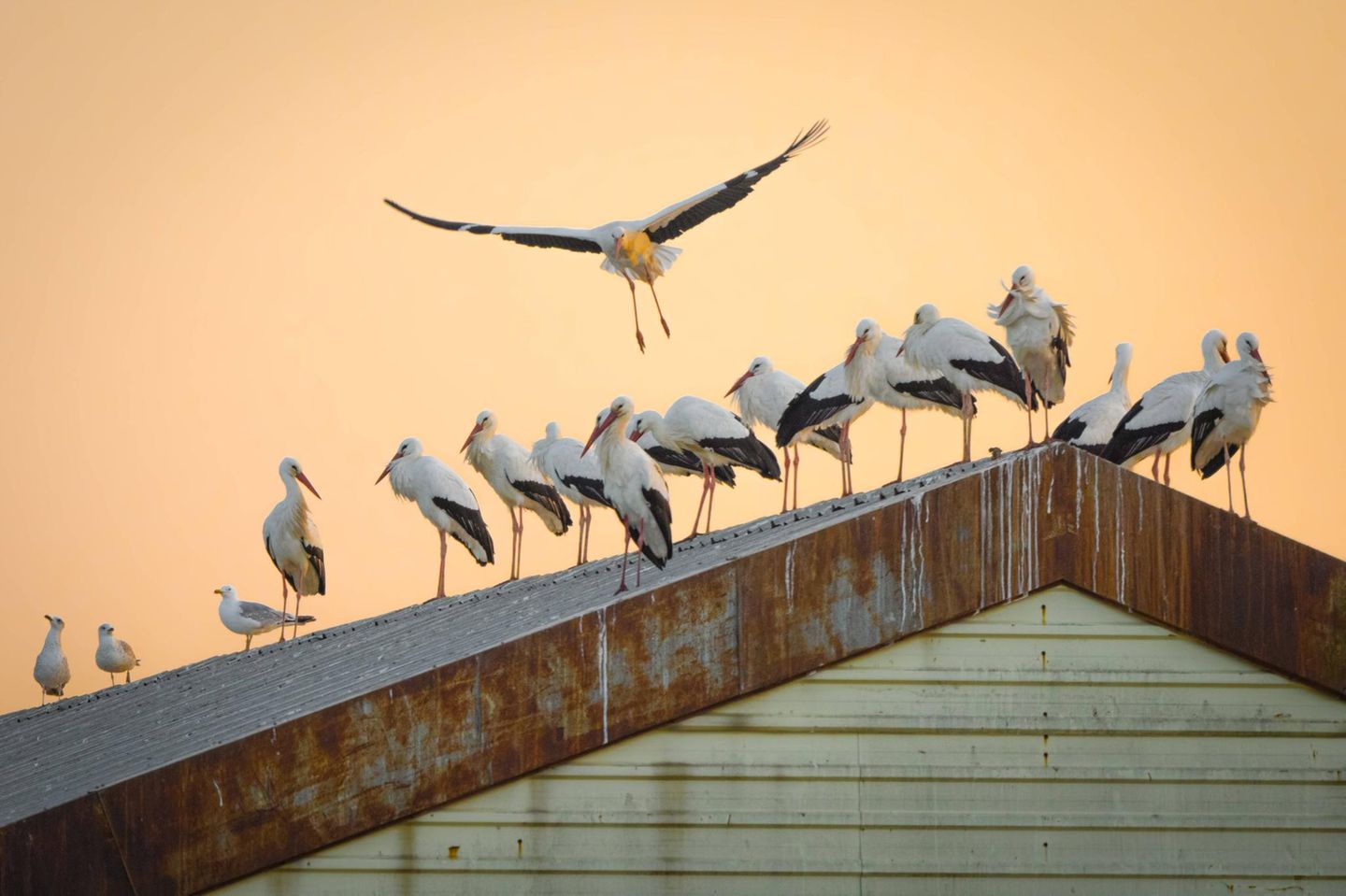 Tierwanderung Störche auf einem Hausdach