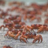 Tierwanderung Rote Krabbe Weihnachtsinsel