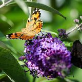 Tierwanderung Diestelfalter auf Sommerflieder