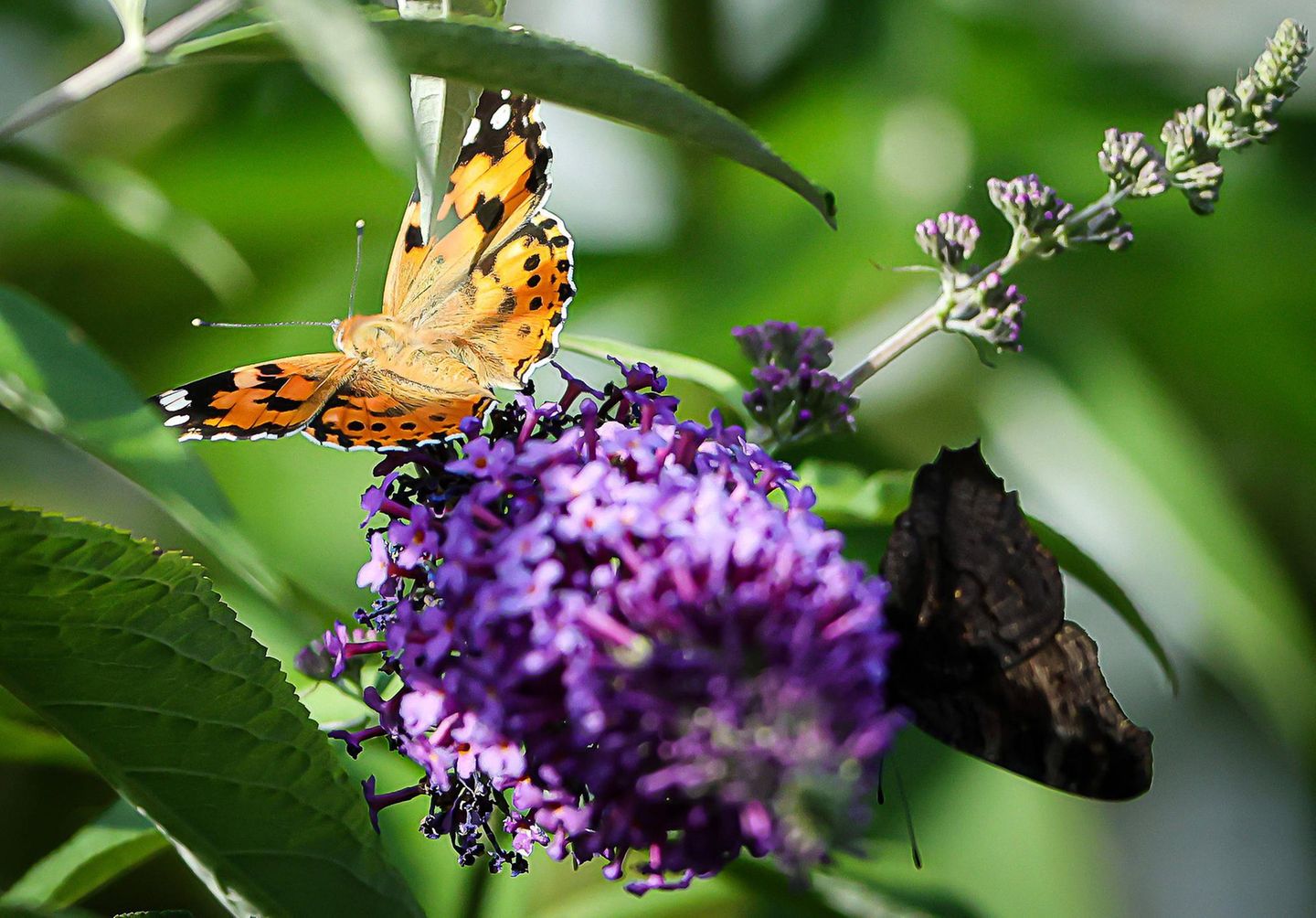 Tierwanderung Diestelfalter auf Sommerflieder