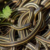 Schlangen Tierwanderung