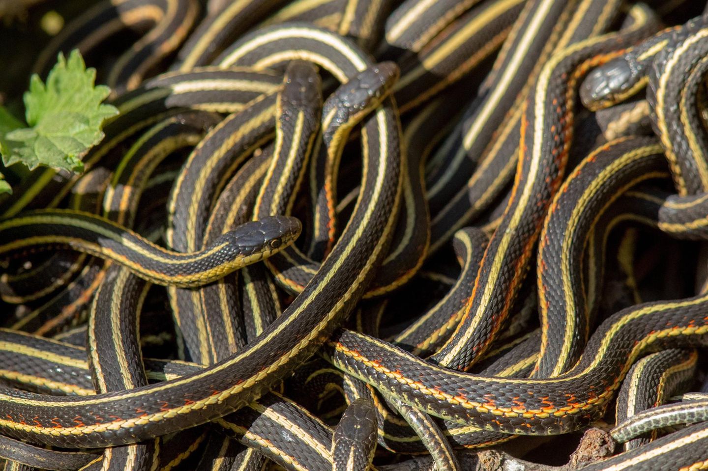 Schlangen Tierwanderung
