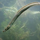 Erwachsene Aale leben in Flüssen, in Deutschland etwa im Rhein und in der Elbe. Zum Laichen ziehen die Fische ins Meer: der Europäische Aal etwa in die Sargassosee südlich der Bermudainseln im Atlantik. Dort entwickeln sich zunächst Larven, die mit dem Plankton umhertreiben. Als sogenannte Glasaale wandern diese dann noch durchsichtigen Fische in Flussmündungen, wo sie sich zu den erwachsenen Tieren entwickeln. Durch Überfischung sind alle Arten von Aalen in ihrem Bestand gefährdet, auch die europäische Spezies