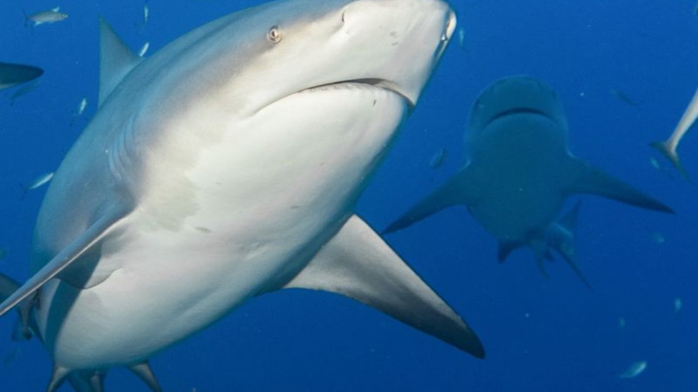 In Brasilien beginnt am Montag eine UN-Konferenz zum Schutz wandernder Tierarten. (Archivbild) Foto: Duncan Heuer/Aussie Bubbles