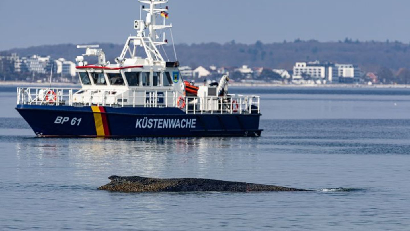 Ein Wal ist an der Ostseeküste vor Niendorf gestrandet, im Hintergrund ein Boot der Küstenwache. Die Polizei hat das Gelände abg