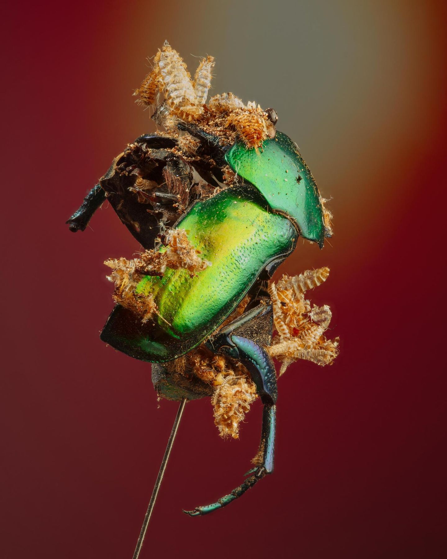 Ob Rosenkäfer oder Murmeltier: Hungrige Insekten kriegen jedes Museumsstück klein. Fotograf Klaus Pichler hat ausgewählte Exponate für sein Projekt "The Second Death" stimmungsvoll und skurril drapiert