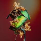 Ob Rosenkäfer oder Murmeltier: Hungrige Insekten kriegen jedes Museumsstück klein. Fotograf Klaus Pichler hat ausgewählte Exponate für sein Projekt "The Second Death" stimmungsvoll und skurril drapiert