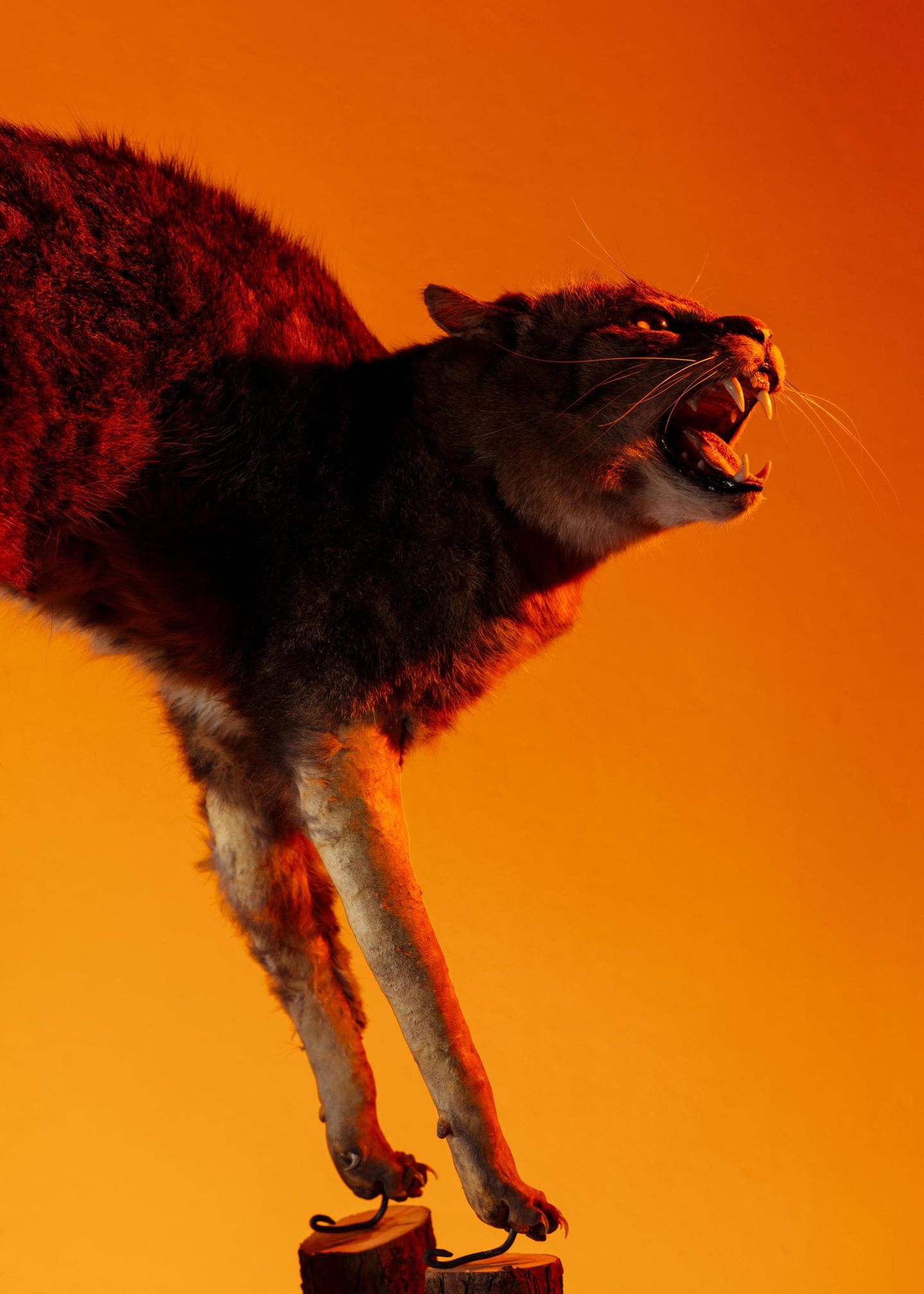 Eine Hauskatze mit gesträubtem Fell und blanken Beinen: Wer einmal die Motten im Pelz hat, steht bald nackt da