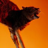 Eine Hauskatze mit gesträubtem Fell und blanken Beinen: Wer einmal die Motten im Pelz hat, steht bald nackt da