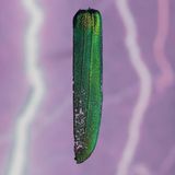 Deckflügel eines Moschusbocks