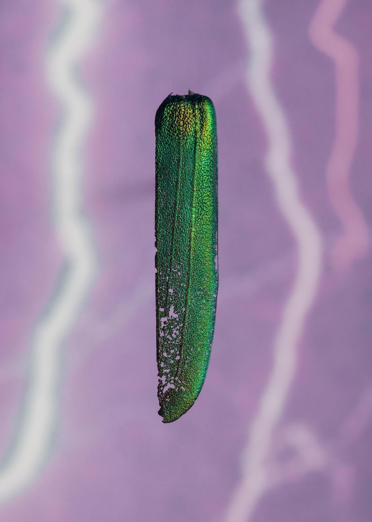 Deckflügel eines Moschusbocks