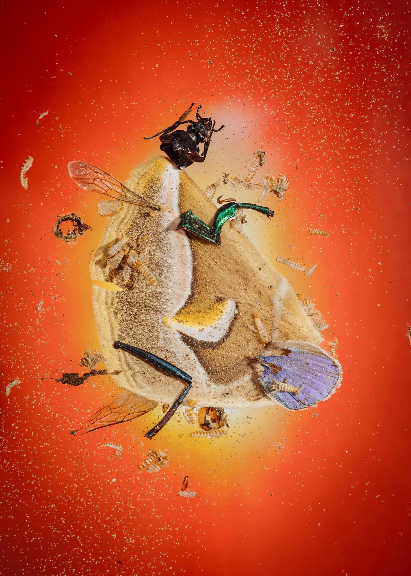 Überbleibsel eines Flügels des Götterbaum-Spinners