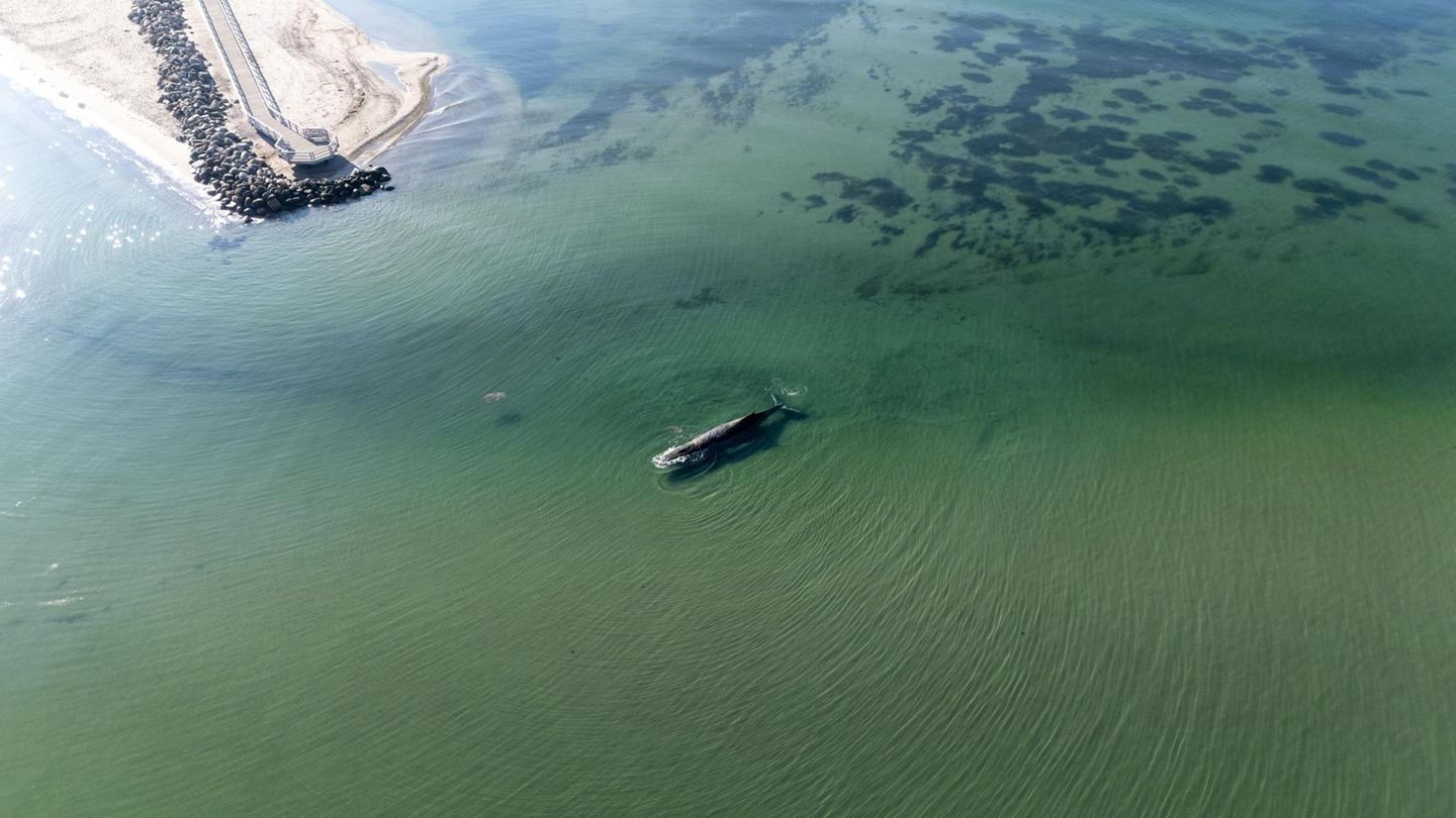 Ein Wal ist vor dem Timmendorfer Strand zu sehen. An der Ostseeküste in Schleswig-Holstein strandet ein großer Wal. Auch Experten aus Büsum begutachten das Tier jetzt genauer