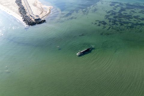 Ein Wal ist vor dem Timmendorfer Strand zu sehen. An der Ostseeküste in Schleswig-Holstein strandet ein großer Wal. Auch Experten aus Büsum begutachten das Tier jetzt genauer