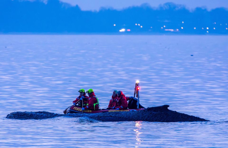 Rettungskräfte versuchen am Abend einen an der Ostseeküste gestrandeten Wal wieder in tiefes Wasser zubringen. Obwohl das Tier sich freischwimmen konnte ist die Aktion gescheitert und der Wal hängt wieder auf einer Sandbank fest. Die Rettungsaktion läuft seit den Morgenstunden