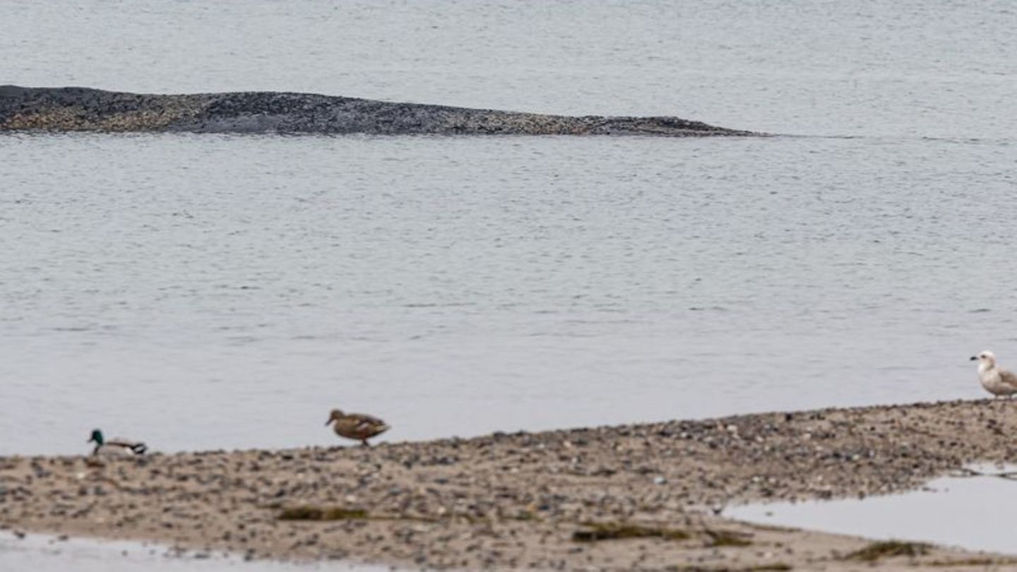 Auch am Morgen lag der Wal auf der Sandbank vor Niendorf. Foto: Ulrich Perrey/dpa