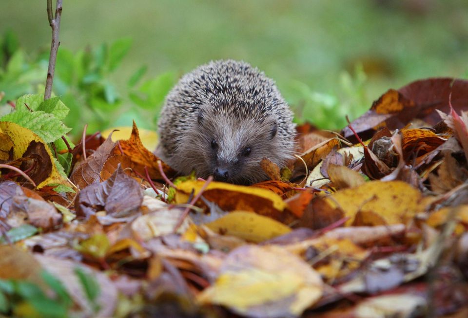 Ein Igel läuft durch das Laub in einem Garten