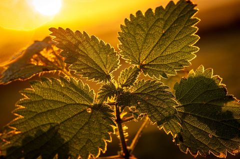 Brennnesselpflanze im Sonnenlicht