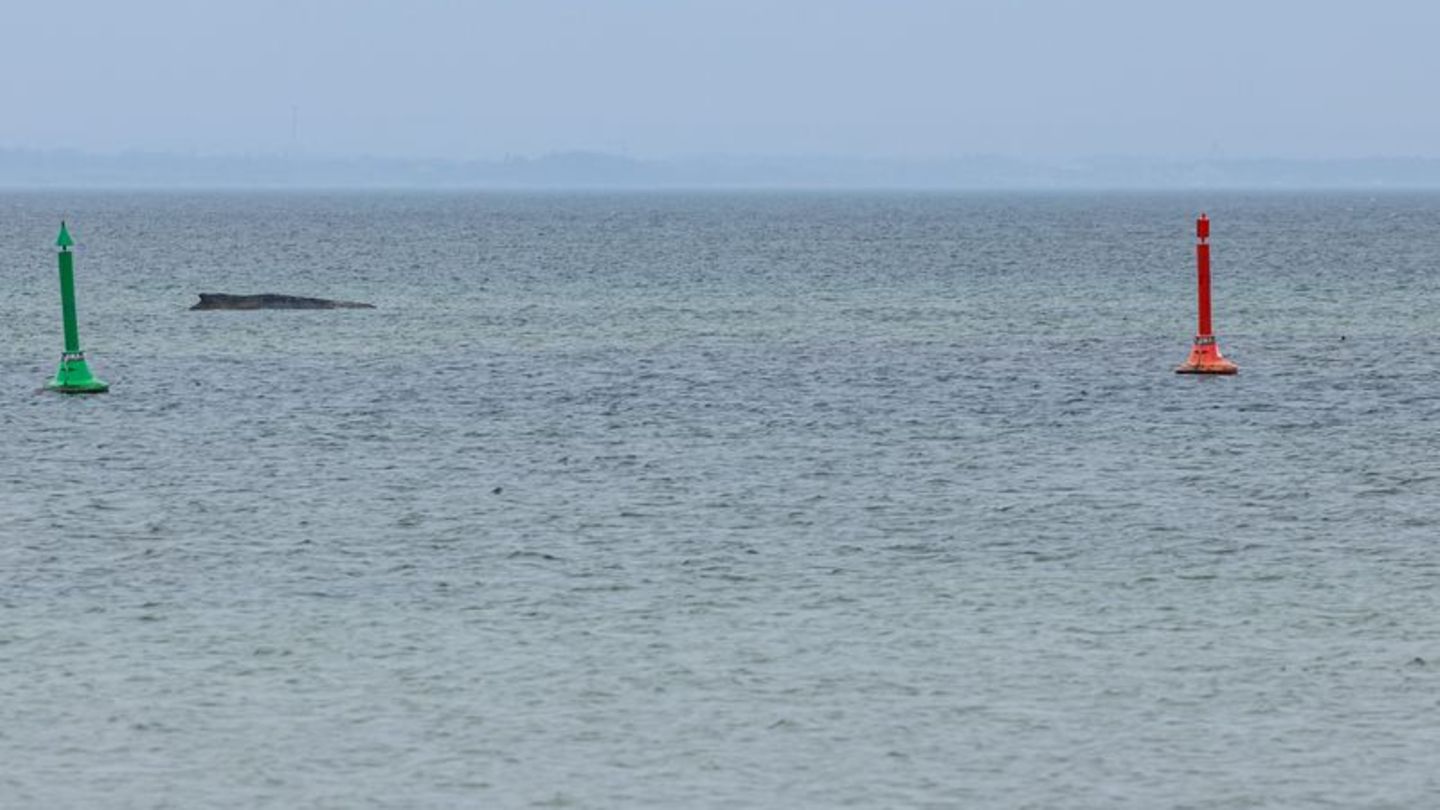 Gegen eine mögliche Tötung des Wals, um ihn von seinen Leiden zu erlösen, spricht laut Expertin einiges. Foto: Ulrich Perrey/dpa