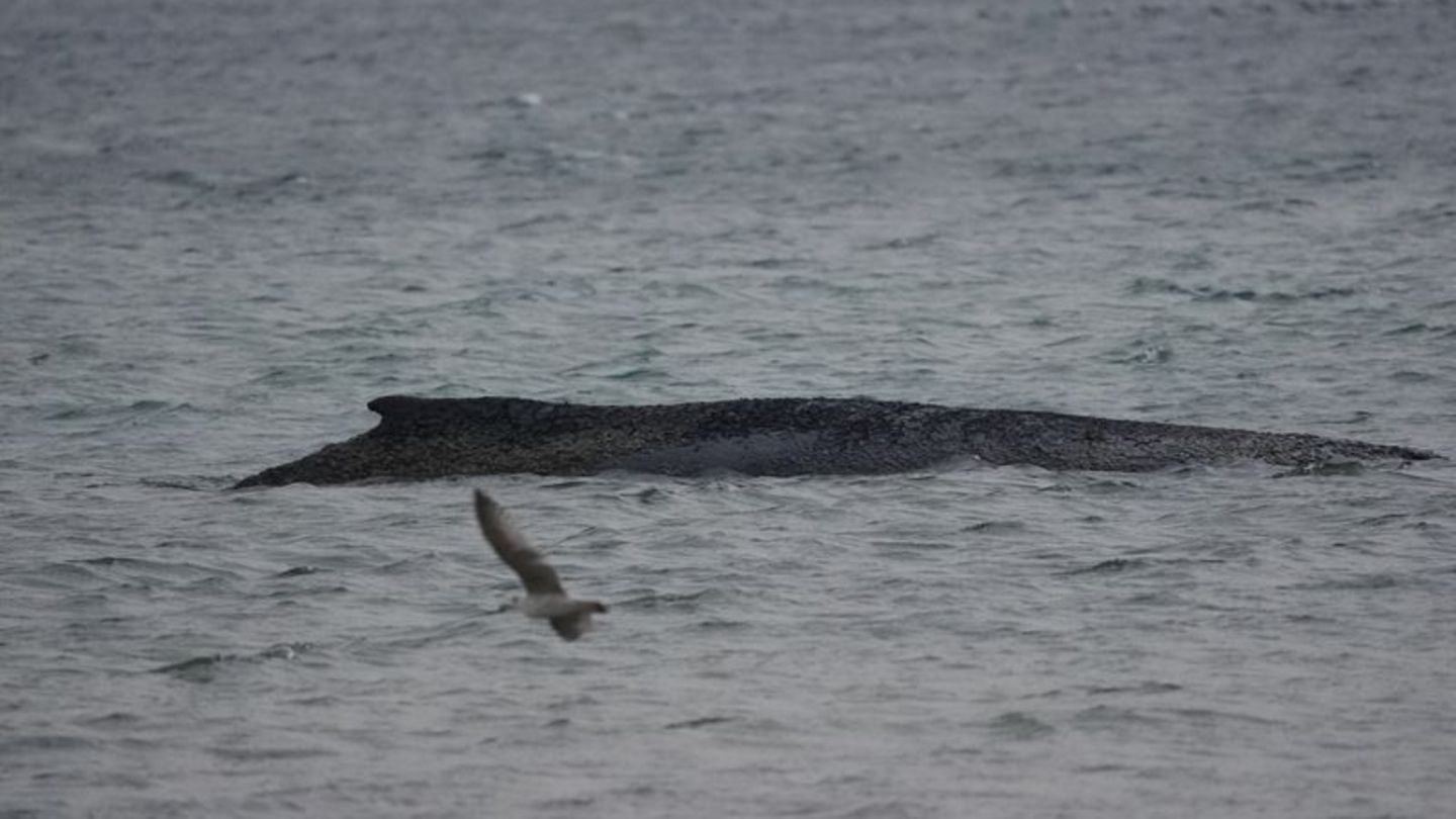 In der Ostsee ist ein Wal gestrandet. Foto: Marcus Brandt/dpa