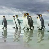 Königspinguine fürchten kein schlechtes Wetter. Ein dichtes Gefieder aus feinen Federn und isolierenden Luftpolstern hält sie im rauen Klima der Falklandinseln warm. Die drohenden Sturmwolken am Horizont lassen sie deshalb kalt. Wird es ihnen an Land zu ungemütlich, tauchen sie einfach ab. Die aufrechten Spaziergänger bescherten James Welch den ersten Preis in der Kategorie "Vögel".