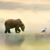 Autorität ist keine Frage der Körpergröße, sondern der inneren Haltung: Wer selbstbewusst genug vorangeht, dem folgt man auch zu unbekannten Ufern. Dieser junge Braunbär trottet bei Ebbe einer Möwe hinterher, quer durch die trockengefallene Gezeitenzone. Manchmal liege die größte Stärke darin, "sich still einer sanften Führung hinzugeben", sagt Fotografin Janet Gustin.