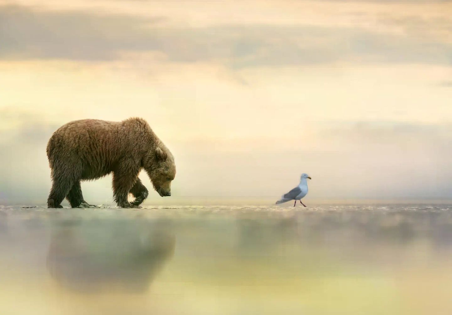 Autorität ist keine Frage der Körpergröße, sondern der inneren Haltung: Wer selbstbewusst genug vorangeht, dem folgt man auch zu unbekannten Ufern. Dieser junge Braunbär trottet bei Ebbe einer Möwe hinterher, quer durch die trockengefallene Gezeitenzone. Manchmal liege die größte Stärke darin, "sich still einer sanften Führung hinzugeben", sagt Fotografin Janet Gustin.