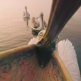 Ob die Kamera in den Kehlsack passt? Normalerweise fischt dieser Krauskopfpelikan mit seinem imposanten Schnabel Fische aus dem griechischen Kerini-See. Hier rückt er im Morgennebel dem Fotografen Panagiotis Xaxiris auf die Pelle. Leider verdeckt seine große Klappe den namensgebenden Schopf zauseliger Federn auf dem Kopf.