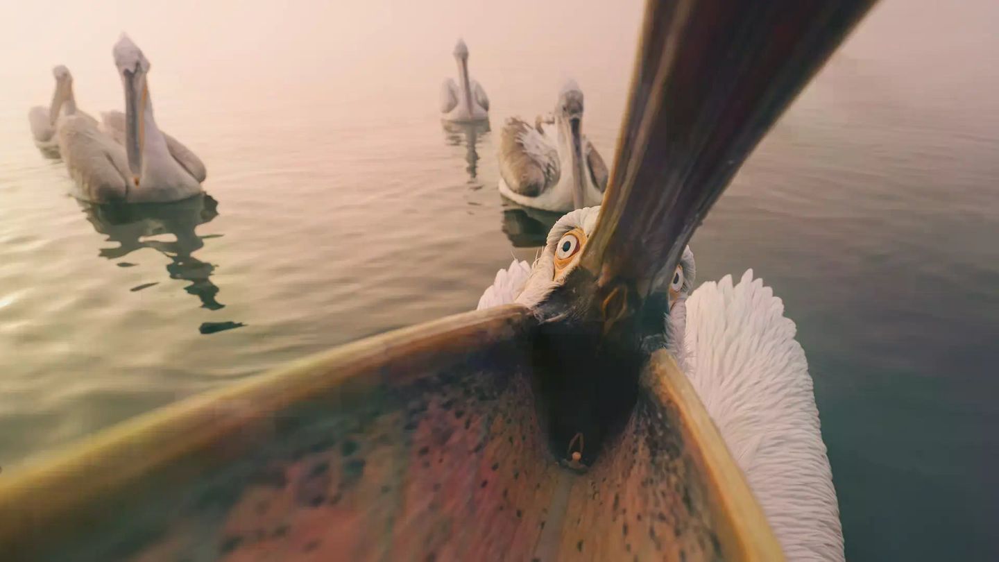 Ob die Kamera in den Kehlsack passt? Normalerweise fischt dieser Krauskopfpelikan mit seinem imposanten Schnabel Fische aus dem griechischen Kerini-See. Hier rückt er im Morgennebel dem Fotografen Panagiotis Xaxiris auf die Pelle. Leider verdeckt seine große Klappe den namensgebenden Schopf zauseliger Federn auf dem Kopf.