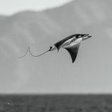 Teufelsrochen vollführen bis zu zwei Meter hohe Luftsprünge. Eine Überfliegerin ist auch Angela J. Sanchez, der diese schwerelos anmutende Aufnahme gelang. Die Jury des Nature Photography Contest kürte sie zur Fotografin des Jahres. "Ihr Werk zeugt von einer einzigartigen Verbindung aus künstlerischer Feinfühligkeit, handwerklichem Können und tiefem Respekt vor der Tierwelt und der Umwelt", heißt es in der Begründung.