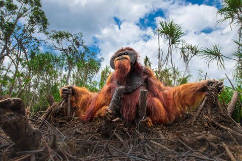 Man könnte meinen, der Orang-Utan sei in Sitzstreik getreten: ein würdevoller Widerständler in den Ruinen seiner gerodeten Heimat. Der Lebensraum der Menschenaffen auf Sumatra und Borneo schrumpft zusehends und mit ihm die Zahl der Orang-Utans. Die Jury des Nature Photography Contest kürte Thomas Vijayans stille Anklage zum Siegerbild des Wettbewerbs: "Es spiegelt die Folgen menschlichen Handelns wider und erinnert uns zugleich an unsere gemeinsame Verantwortung gegenüber den Lebewesen, die unseren Planeten bewohnen."