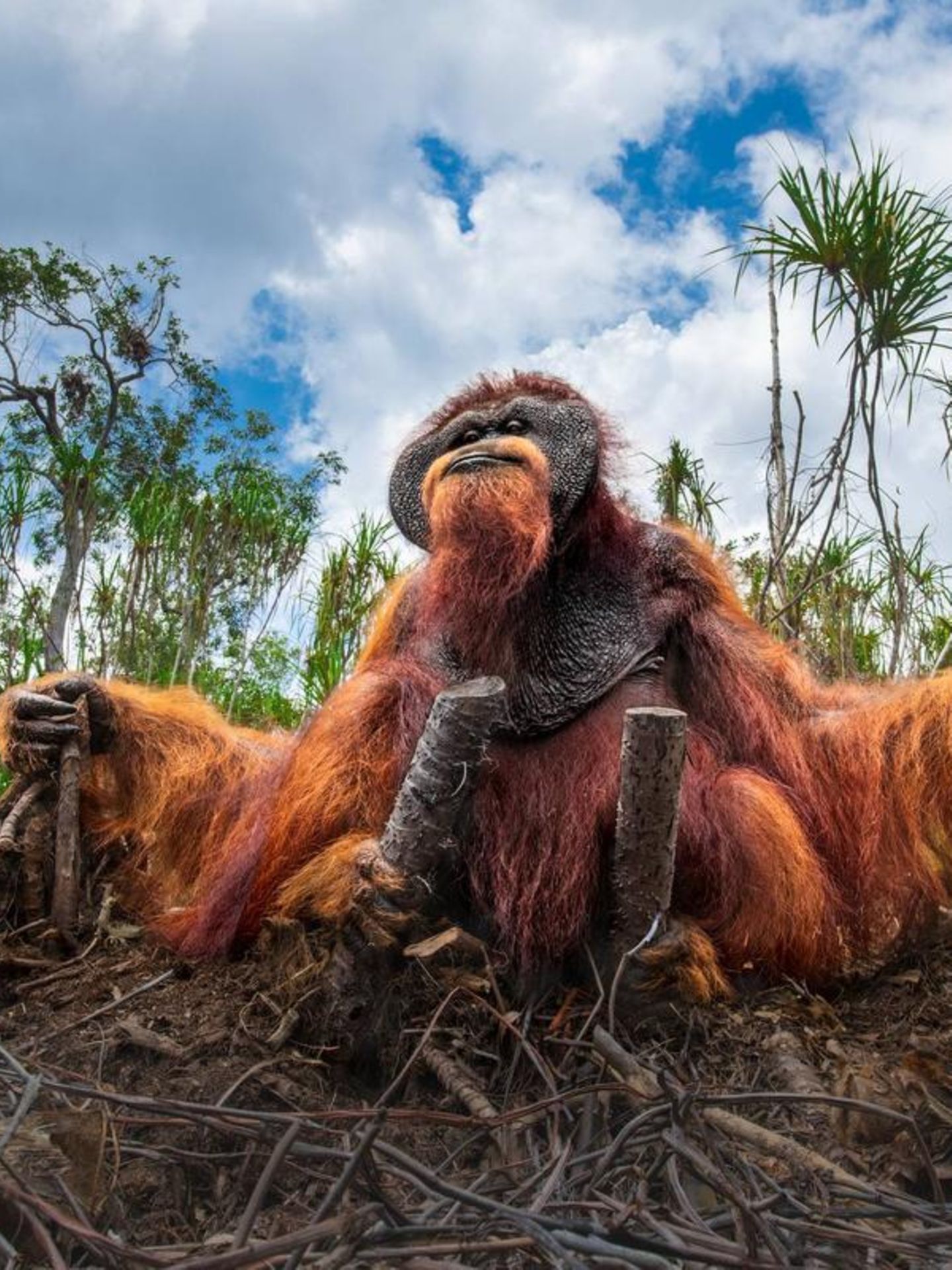 Man könnte meinen, der Orang-Utan sei in Sitzstreik getreten: ein würdevoller Widerständler in den Ruinen seiner gerodeten Heimat. Der Lebensraum der Menschenaffen auf Sumatra und Borneo schrumpft zusehends und mit ihm die Zahl der Orang-Utans. Die Jury des Nature Photography Contest kürte Thomas Vijayans stille Anklage zum Siegerbild des Wettbewerbs: "Es spiegelt die Folgen menschlichen Handelns wider und erinnert uns zugleich an unsere gemeinsame Verantwortung gegenüber den Lebewesen, die unseren Planeten bewohnen."