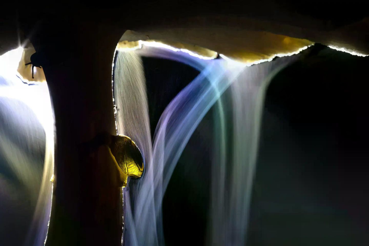 Des Nachts entfaltet sich vor Indranil Basu Mallicks Linse der Kreislauf des Lebens. Der Fruchtkörper des Termitenpilzes beginnt sich bereits zu zersetzen, doch den Schnecken bietet er noch ein nahrhaftes Mahl. Aus seinem Schirm strömen derweil die Sporen einer neuen Pilzgeneration. Der Lampenschein und eine lange Belichtung verwandeln sie in zarte, zauberhafte Schleier.