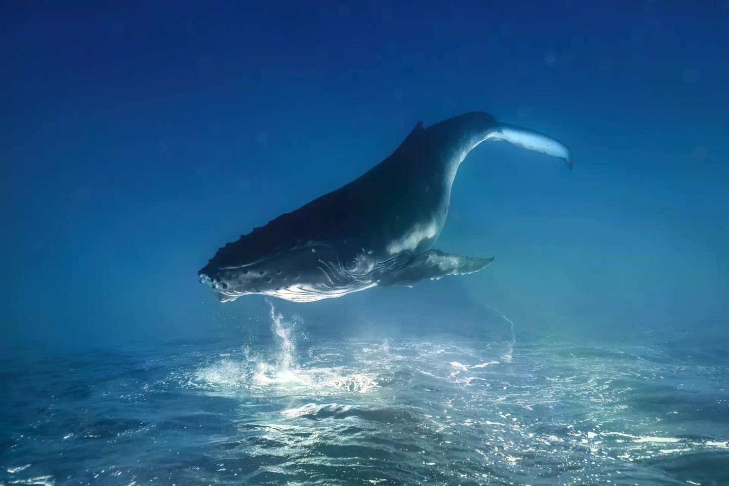 Das Wasser lässt alle Wesen schweben. Und wenn sich Auftrieb und Gewichtskraft die Waage halten, wen interessiert dann, wo oben und unten ist? Nicht dieses Buckelwalkalb, das von der Meeresoberfläche rücklings ins tiefe Blau des Südpazifiks sinkt. Remuna Beca drehte das Bild um 180 Grad, um ihm eine traumartige Anmutung zu verleihen. Sie hofft als Gewinnerin der Kategorie "Unterwasser", dass ihre Aufnahme "die Faszination für die Wunder unseres unglaublichen Ozeans weckt und den Traum, ihn zu erleben und zu schützen".