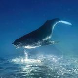 Das Wasser lässt alle Wesen schweben. Und wenn sich Auftrieb und Gewichtskraft die Waage halten, wen interessiert dann, wo oben und unten ist? Nicht dieses Buckelwalkalb, das von der Meeresoberfläche rücklings ins tiefe Blau des Südpazifiks sinkt. Remuna Beca drehte das Bild um 180 Grad, um ihm eine traumartige Anmutung zu verleihen. Sie hofft als Gewinnerin der Kategorie "Unterwasser", dass ihre Aufnahme "die Faszination für die Wunder unseres unglaublichen Ozeans weckt und den Traum, ihn zu erleben und zu schützen".