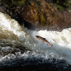 Lachs in einem Süßwasserfluss