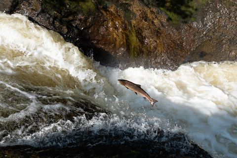 Lachs in einem Süßwasserfluss