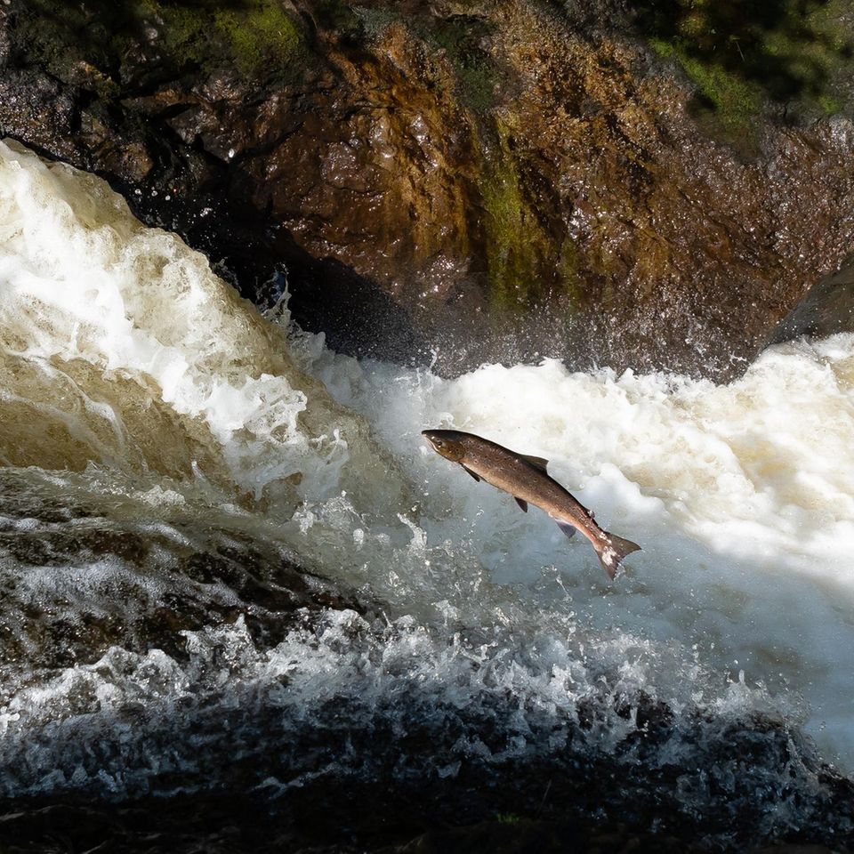 Lachs in einem Süßwasserfluss