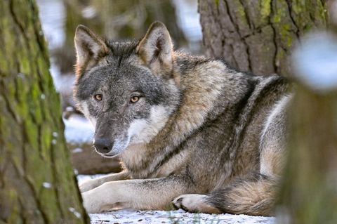 Wolf (Canis lupus) im winterlichen Wald